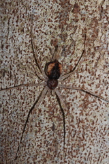Tamopsis