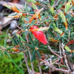 Stenanthera conostephioides