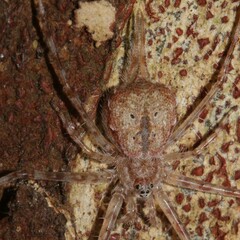 Tamopsis