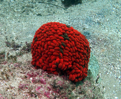 Phlyctenactis tuberculosa