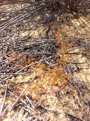 Drosera humilis