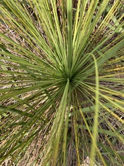 Xanthorrhoea preissii
