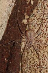 Tamopsis