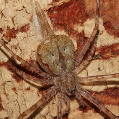 Tamopsis