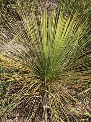 Xanthorrhoea preissii