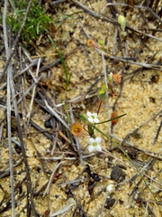 Phyllangium paradoxum