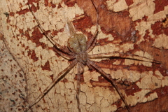 Tamopsis