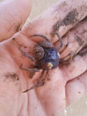 Mictyris longicarpus