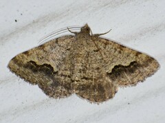 Frederickia s-signata