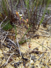 Phyllangium paradoxum