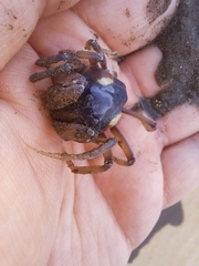 Mictyris longicarpus