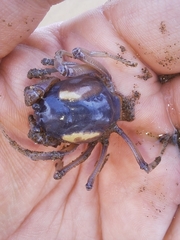 Mictyris longicarpus