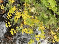 Xanthorhiza simplicissima