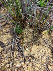 Phyllangium paradoxum