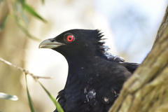 Eudynamys orientalis