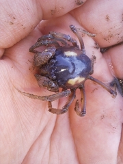 Mictyris longicarpus