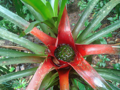 Neoregelia