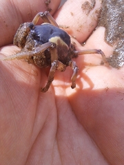 Mictyris longicarpus