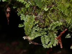 Asplenium tenuicaule