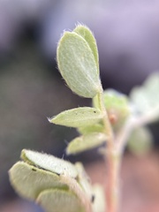 Kallstroemia