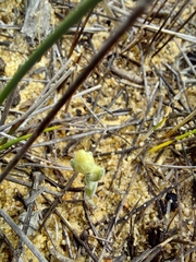 Pterochaeta paniculata