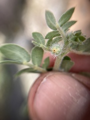 Kallstroemia