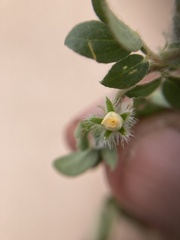 Kallstroemia