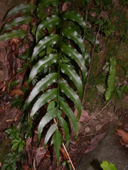 Cyrtomium devexiscapulae