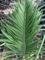 Macrozamia riedlei