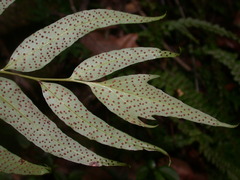 Cyrtomium devexiscapulae