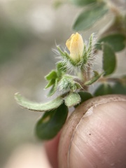 Kallstroemia
