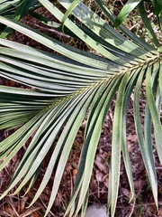 Macrozamia riedlei