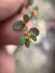 Euphorbia mendezii