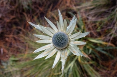Eryngium proteiflorum