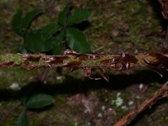 Cyrtomium devexiscapulae