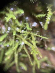 Bryoxiphiaceae