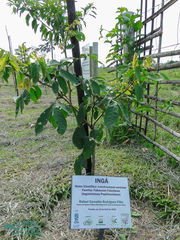 Lonchocarpus sericeus