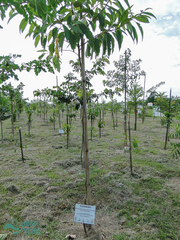 Citharexylum myrianthum