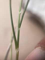 Aristida