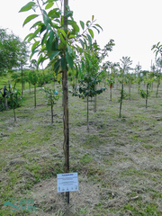 Citharexylum myrianthum