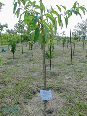 Citharexylum myrianthum