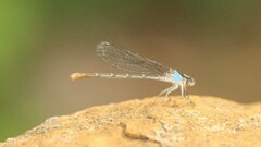 Argia apicalis