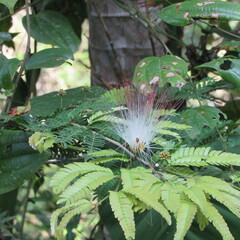 Calliandra