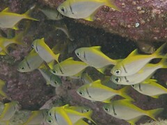 Schuettea scalaripinnis