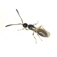 Diapriinae