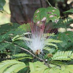 Calliandra