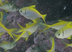 Schuettea scalaripinnis