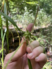 Carex grayi