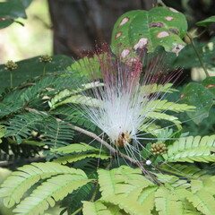 Calliandra