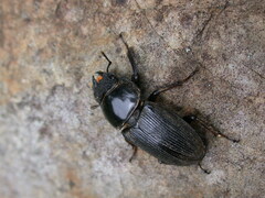 Dorcus